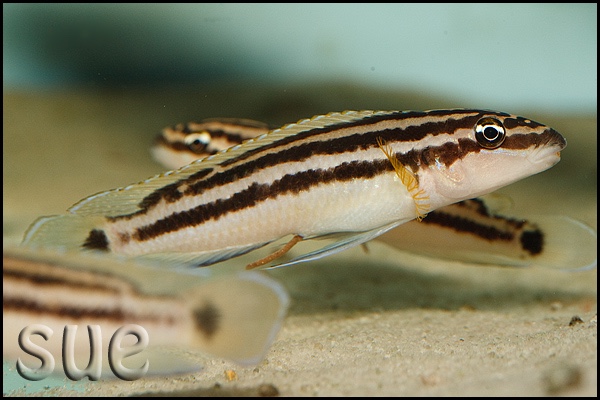 Julidochromis ornatus 'Mbita Island'
